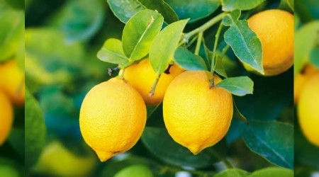 Limon ihracatnda kstlama artk yok